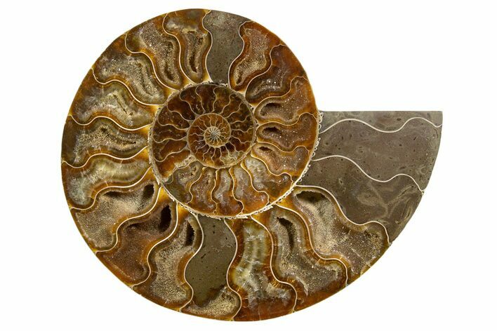 Cut & Polished Ammonite Fossil (Half) - Madagascar #345627